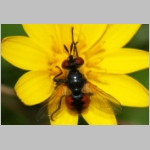 Gymnosoma sp - Raupenfliege 25 6mm Sandgrube Niedringhaussee.jpg